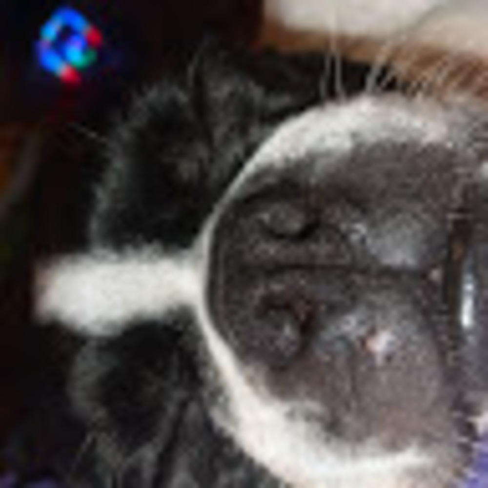 Meet your Posher, Evee